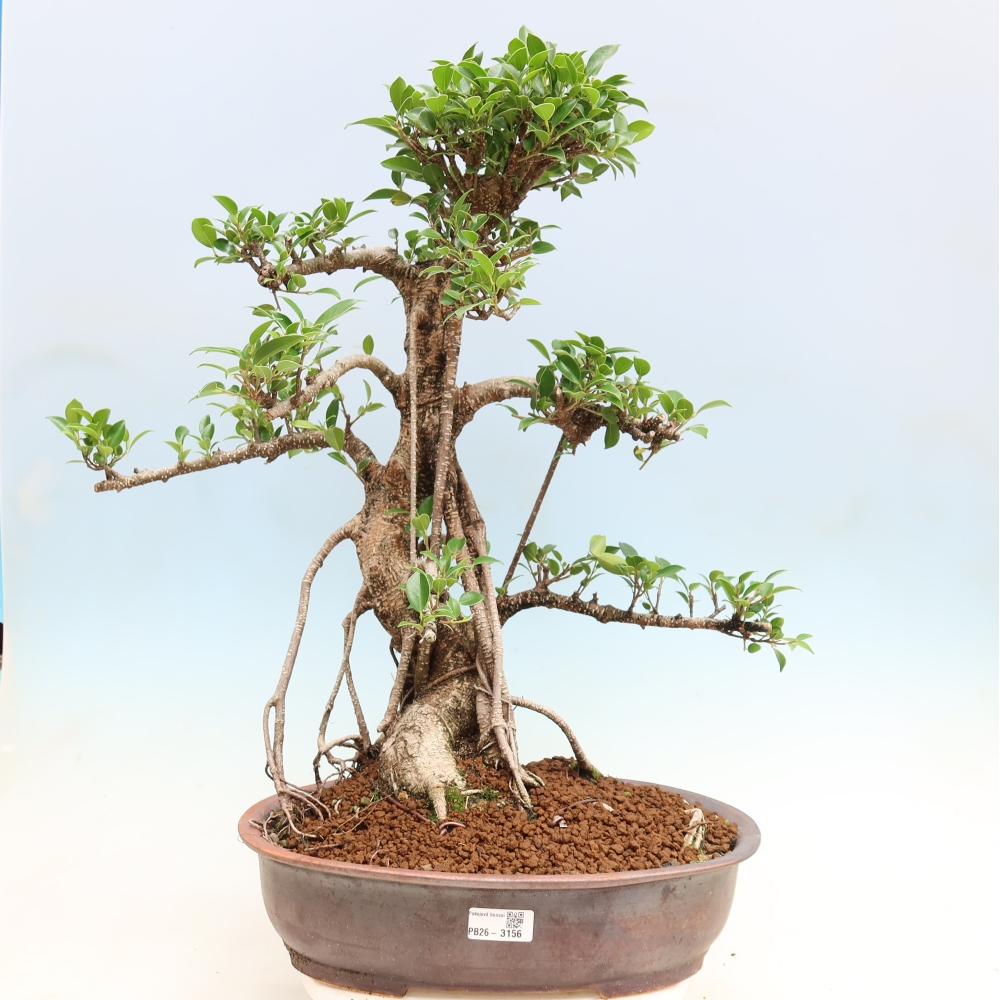 Camera bonsai - Ficus kimmen - ficus a foglie piccole