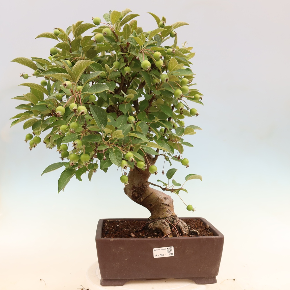 Bonsai da esterno -Malus halliana - Melo a frutto piccolo