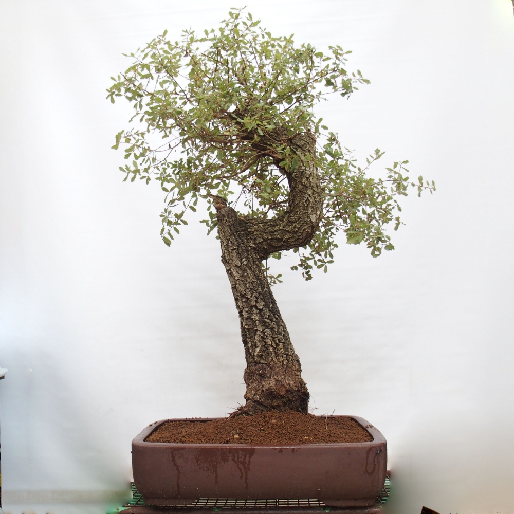 Yamadori - Quercus Ilex - Agrifoglio di quercia