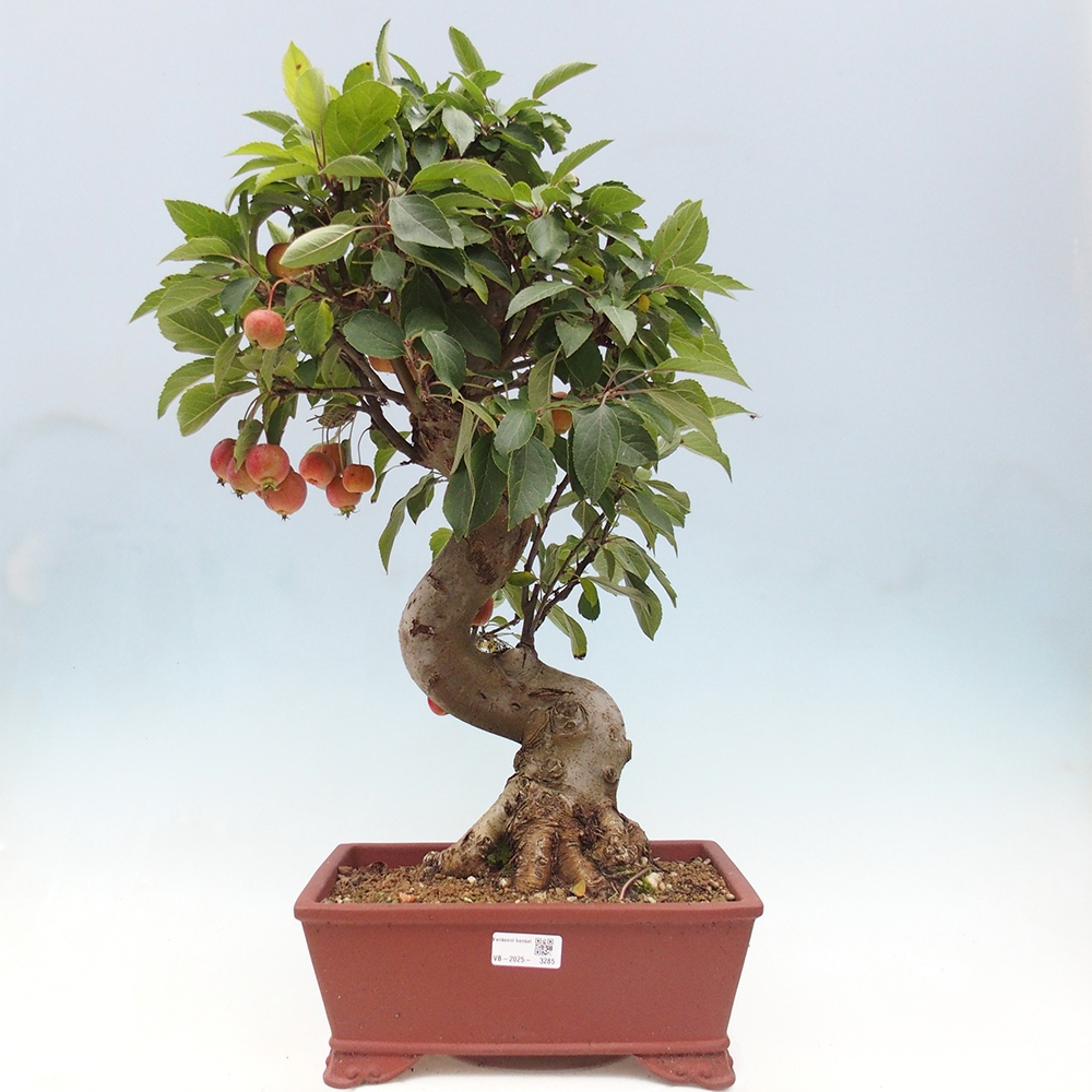 Bonsai da esterno -Malus halliana - Melo a frutto piccolo
