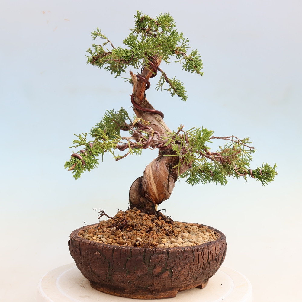 Bonsai da esterno - Juniperus chinensis Itoigawa-Juniperus chinensis