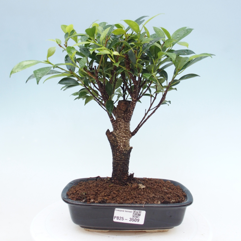 Camera bonsai - Ficus retusa - ficus a foglie piccole