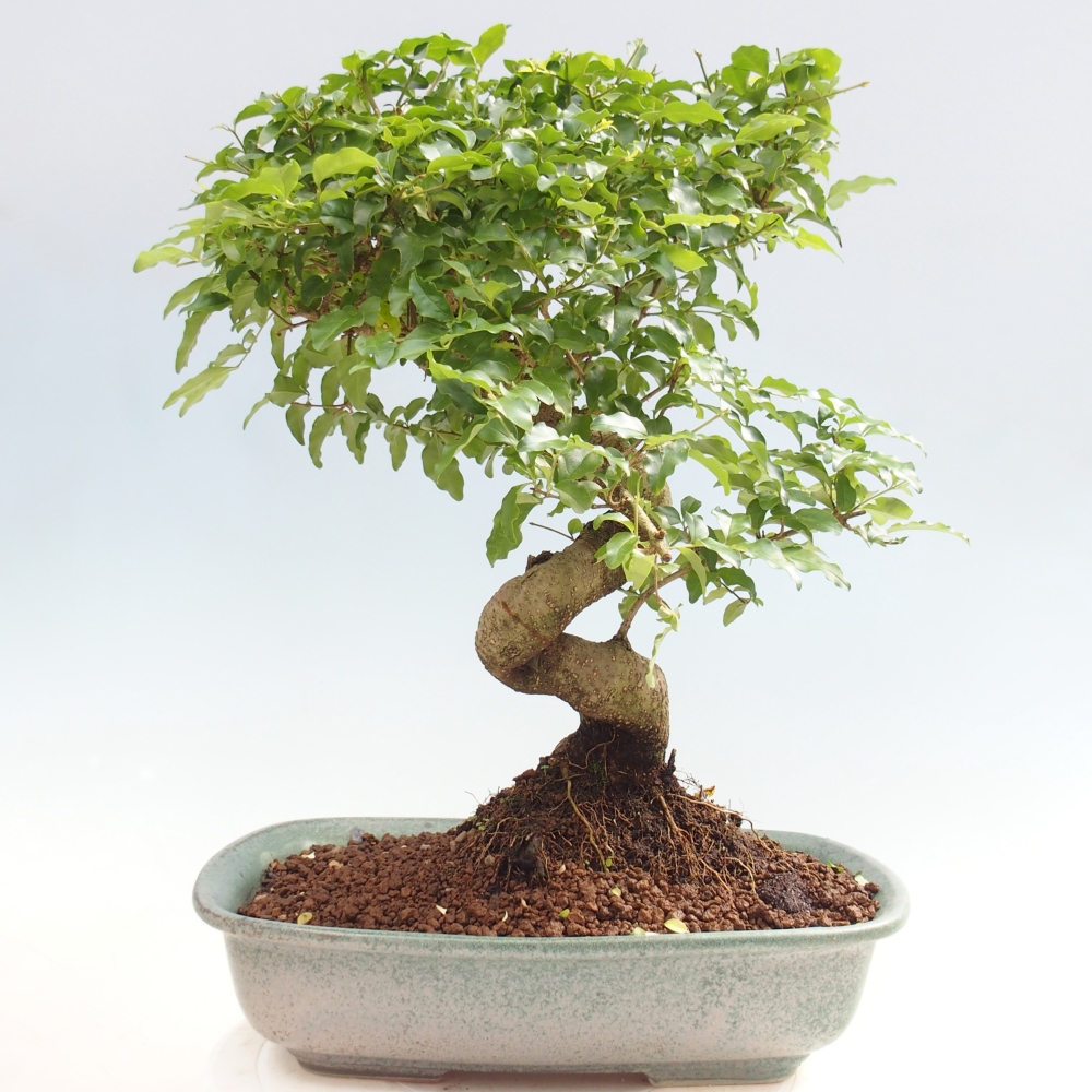 Camera bonsai -Ligustrum chinensis - Becco d'uccello