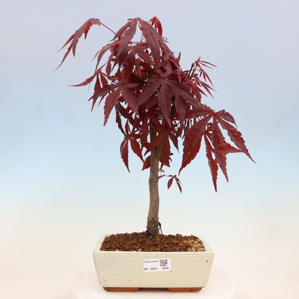 Bonsai da esterno - Palma Acer. Atropurpureum-Javor palmate