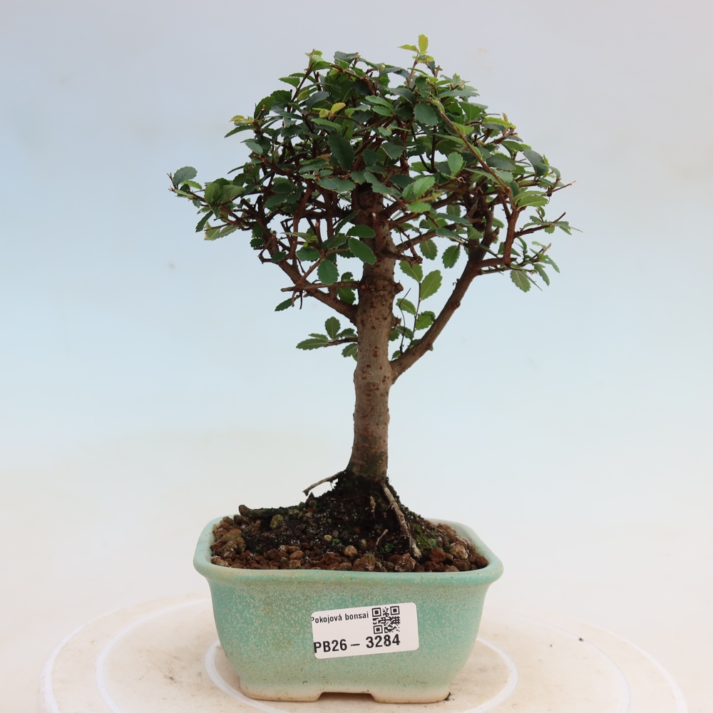 Camera bonsai - Ulmus parvifolia - Olmo a foglie piccole