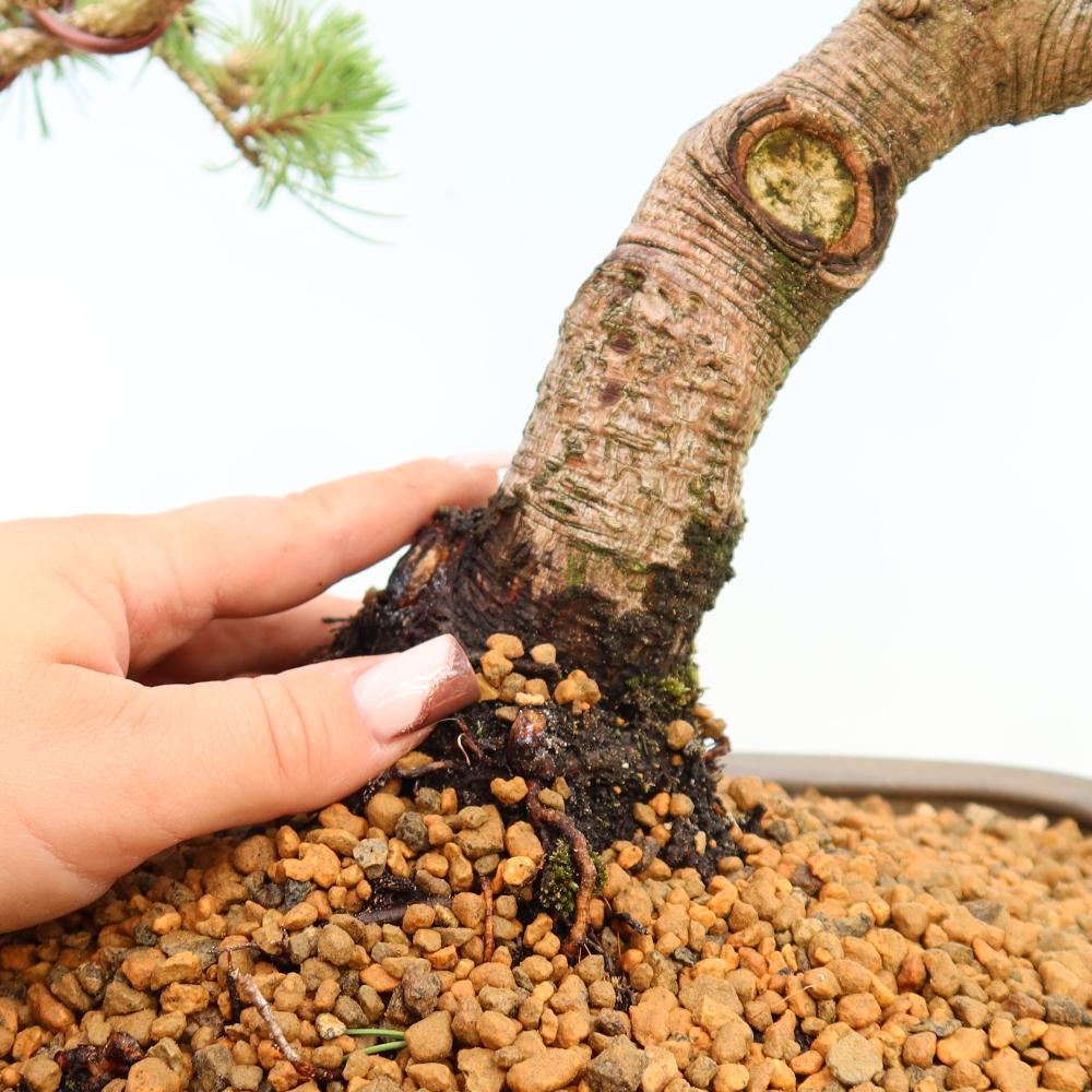 Bonsai da esterno - Pinus mugo Humpy  - Pino mugo