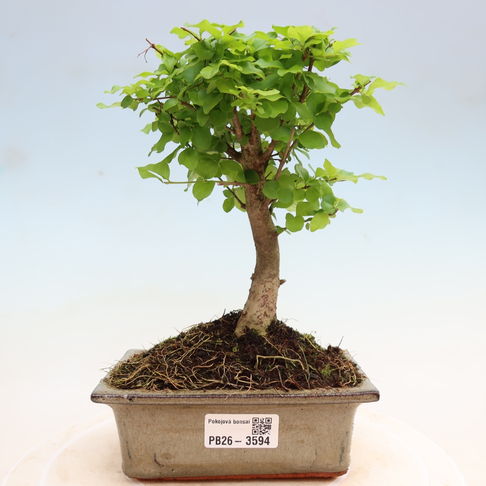 Camera bonsai -Ligustrum chinensis - Becco d'uccello