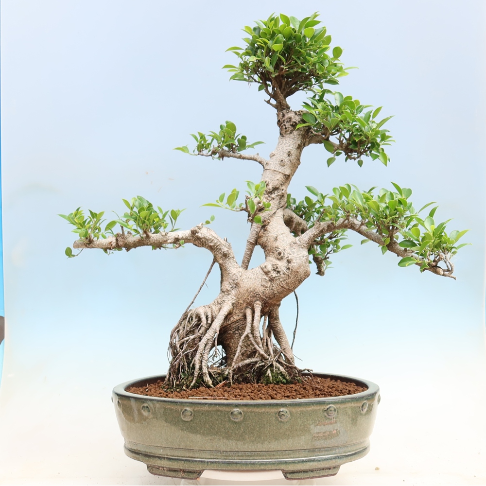 Camera bonsai - Ficus kimmen - ficus a foglie piccole