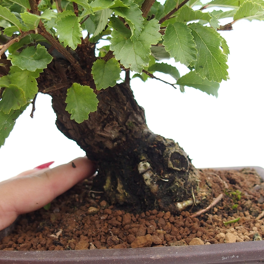 Bonsai da esterno - Zelkova - Zelkova NIRE