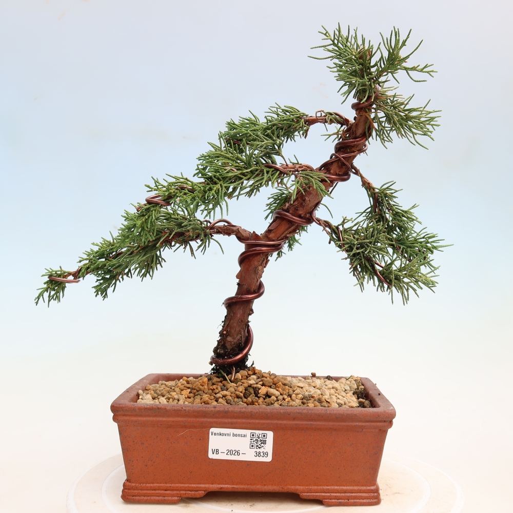 Bonsai da esterno - Juniperus chinensis Kishu
