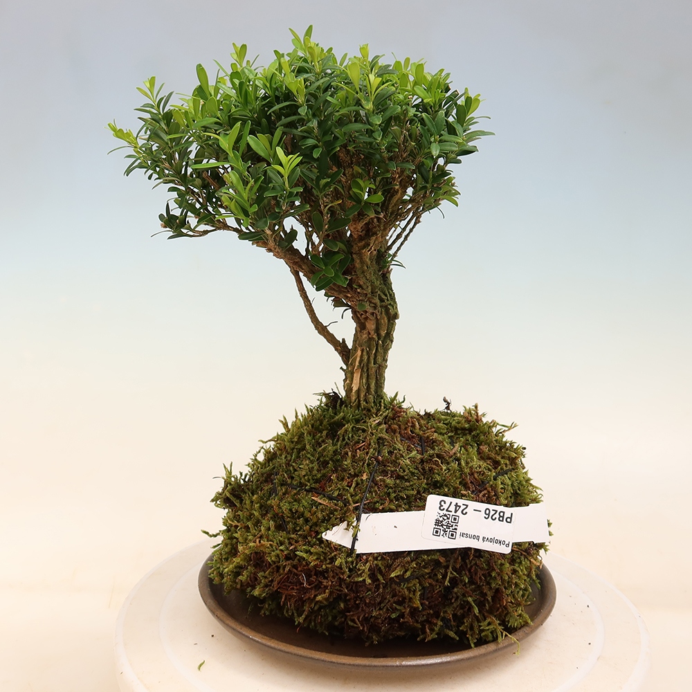 Kokedama con sottovaso - Buxus harlandii - bosso di sughero