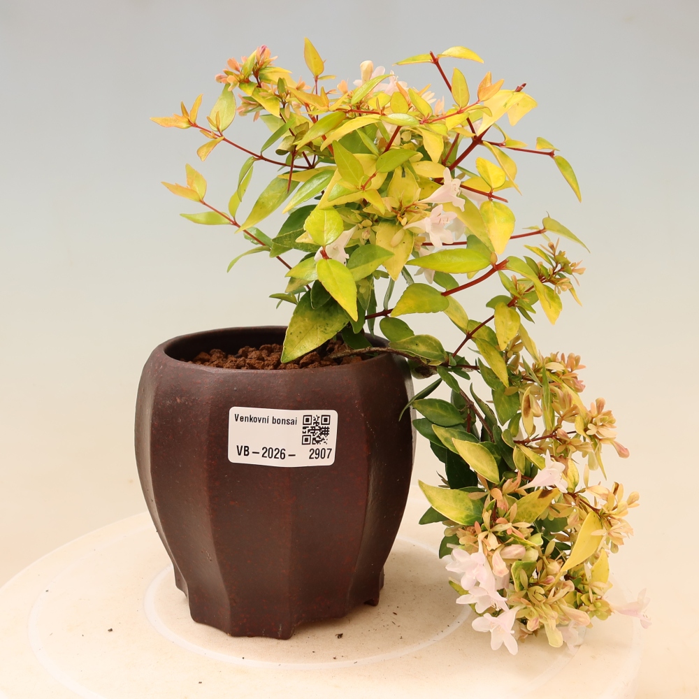Bonsai da esterno - Abelia gr. Kleidoscope - Abelia a fiore grande