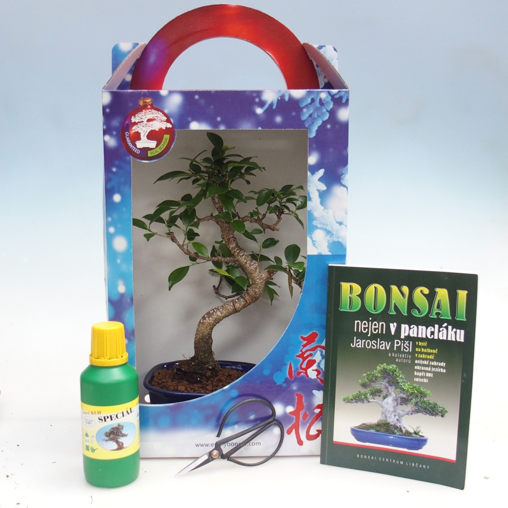 Bonsai da camera in confezione regalo Ficus retusa - Ficus a foglie piccole