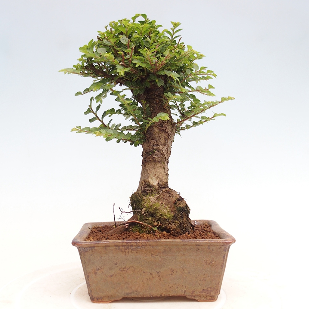 Bonsai da esterno - Ulmus parvifolia Hokkaido - Olmo cinese