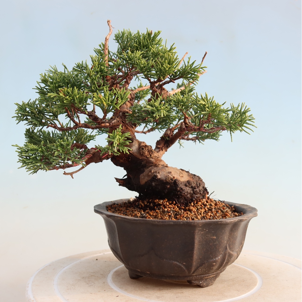 Bonsai da esterno - Juniperus chinensis Itoigawa