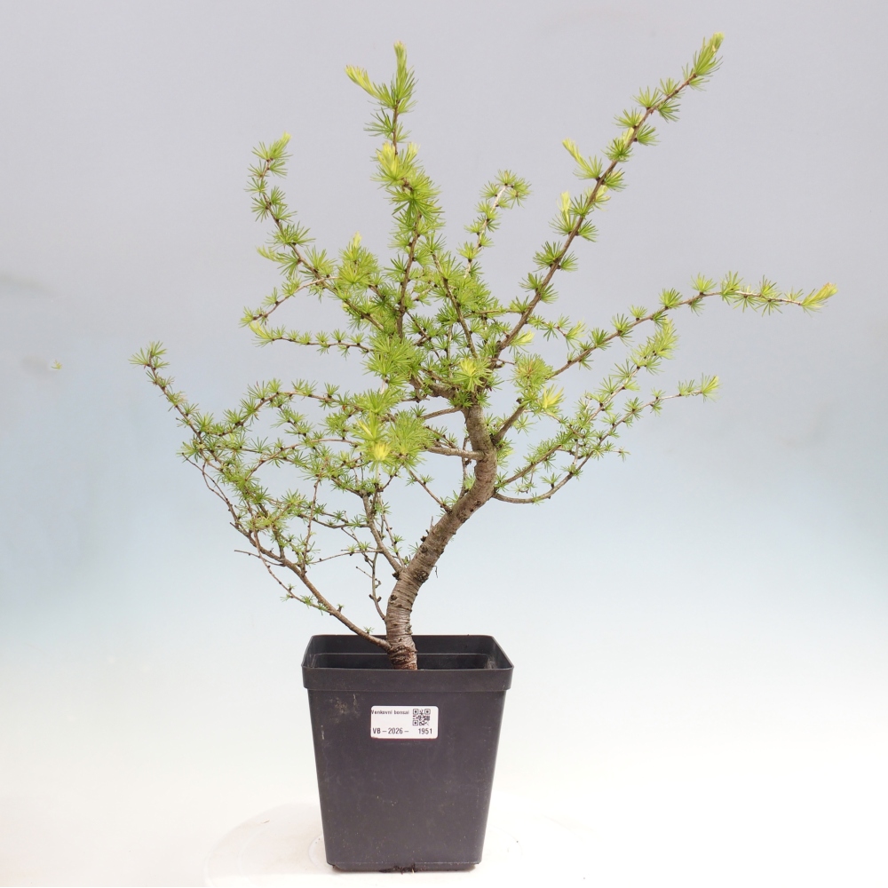Bonsai da esterno -Larix decidua - Larice