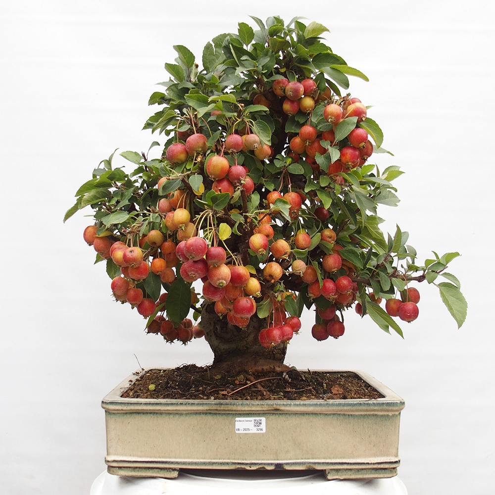 Bonsai da esterno -Malus halliana - Melo a frutto piccolo