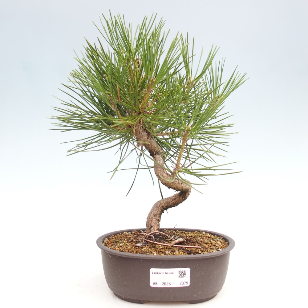 Bonsai da esterno - Pinus thunbergii - Pino di Thunberg