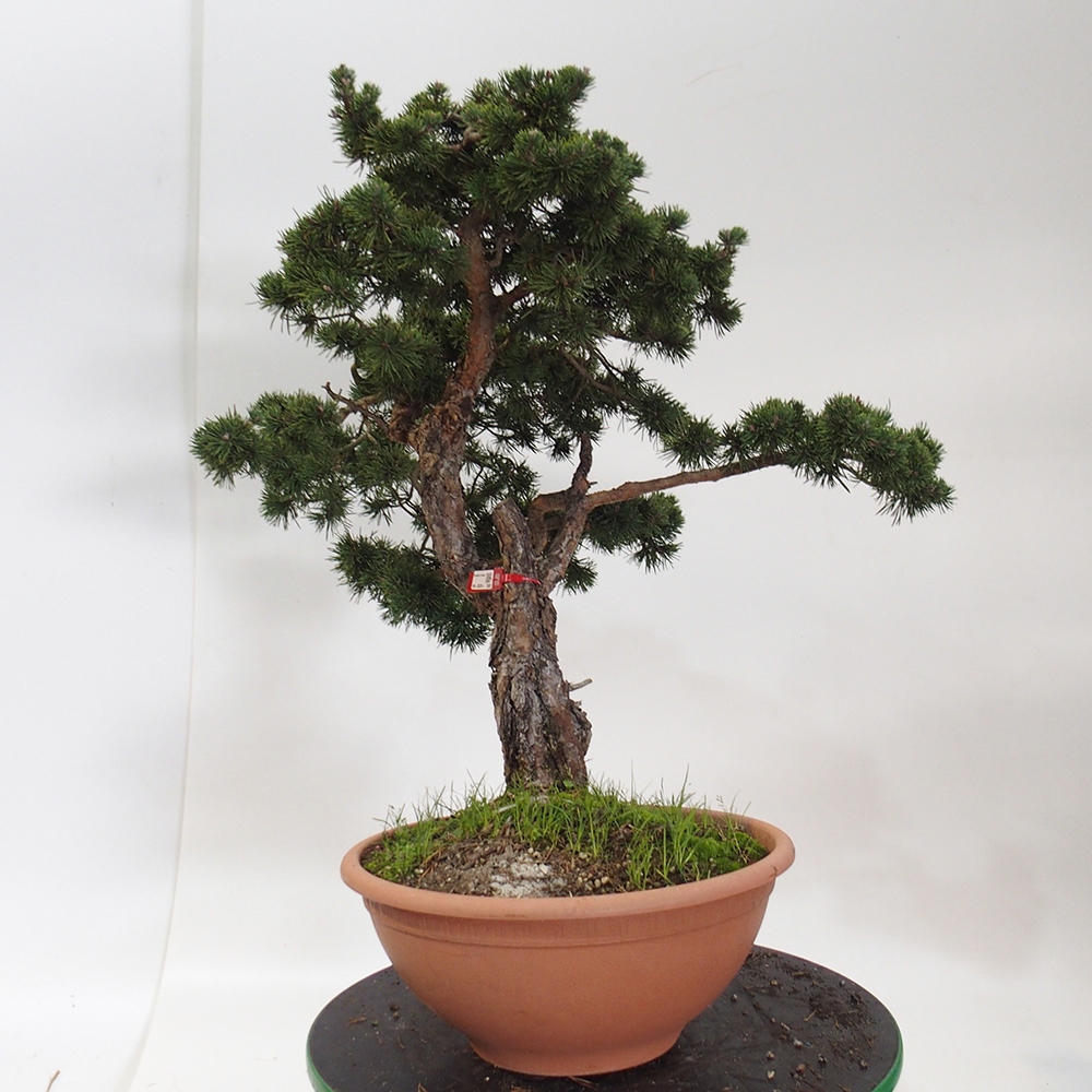 Yamadori - Pinus sylvestris Spagna