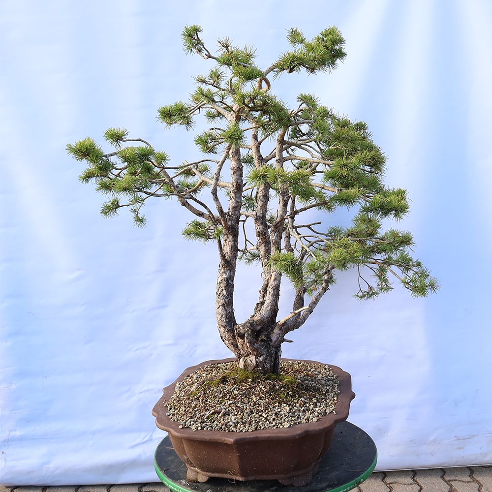 Pinus sylvestris Spagna - pino silvestre