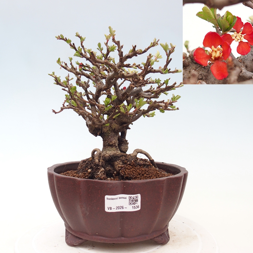 Bonsai da esterno - Chaneomeles speciosa - Cotogno