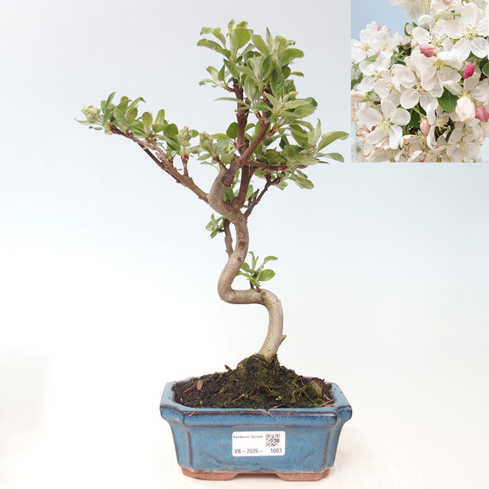 Bonsai da esterno -Malus halliana - Melo a frutto piccolo