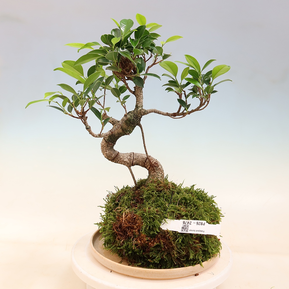 Kokedama con sottovaso - ficus a foglia piccola - Ficus kimmen