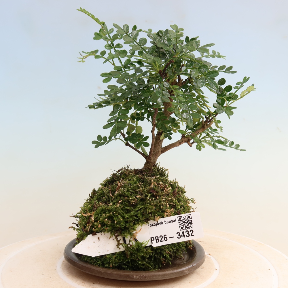 Kokedama con sottovaso - Zantoxylum piperitum - pepe selvatico