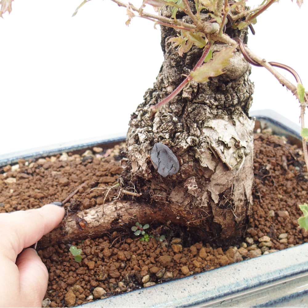 Yamadori - Quercus Ilex - Agrifoglio di quercia
