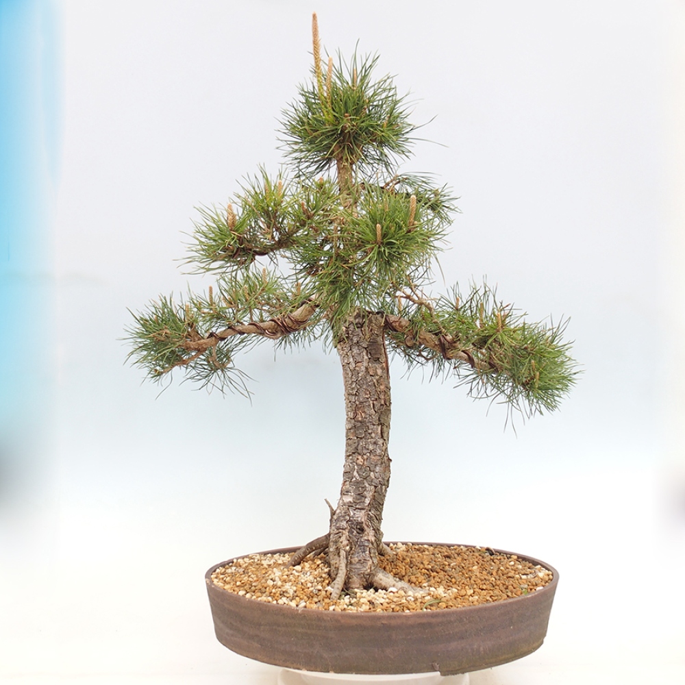 Bonsai da esterno - Pinus thunbergii - Pino di Thunberg