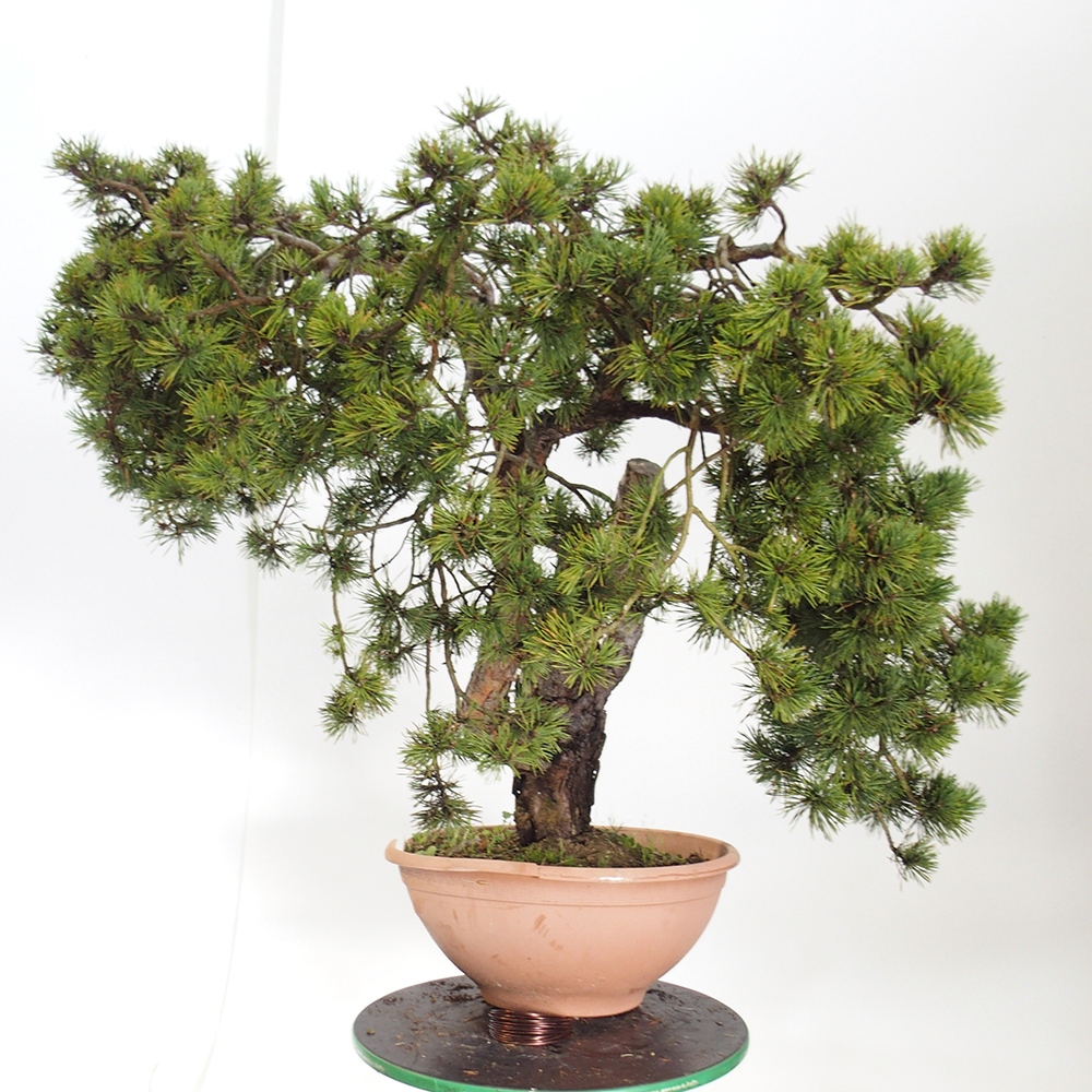 Yamadori - Pinus sylvestris Spagna