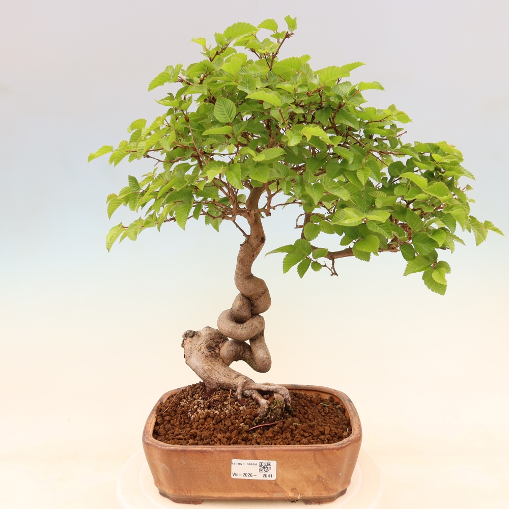 Bonsai da esterno -Carpinus Coreana - Carpino coreano