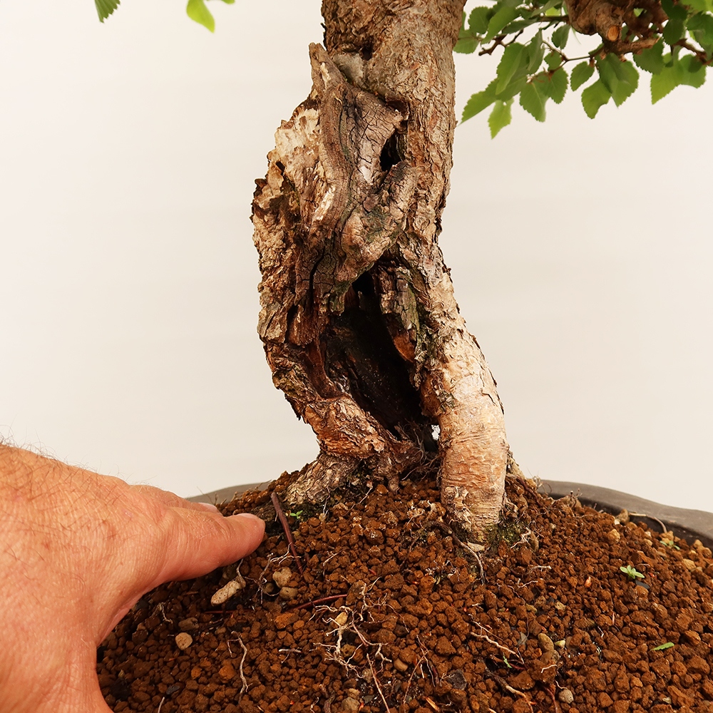 Bonsai da esterno -Carpinus Coreana - Carpino coreano