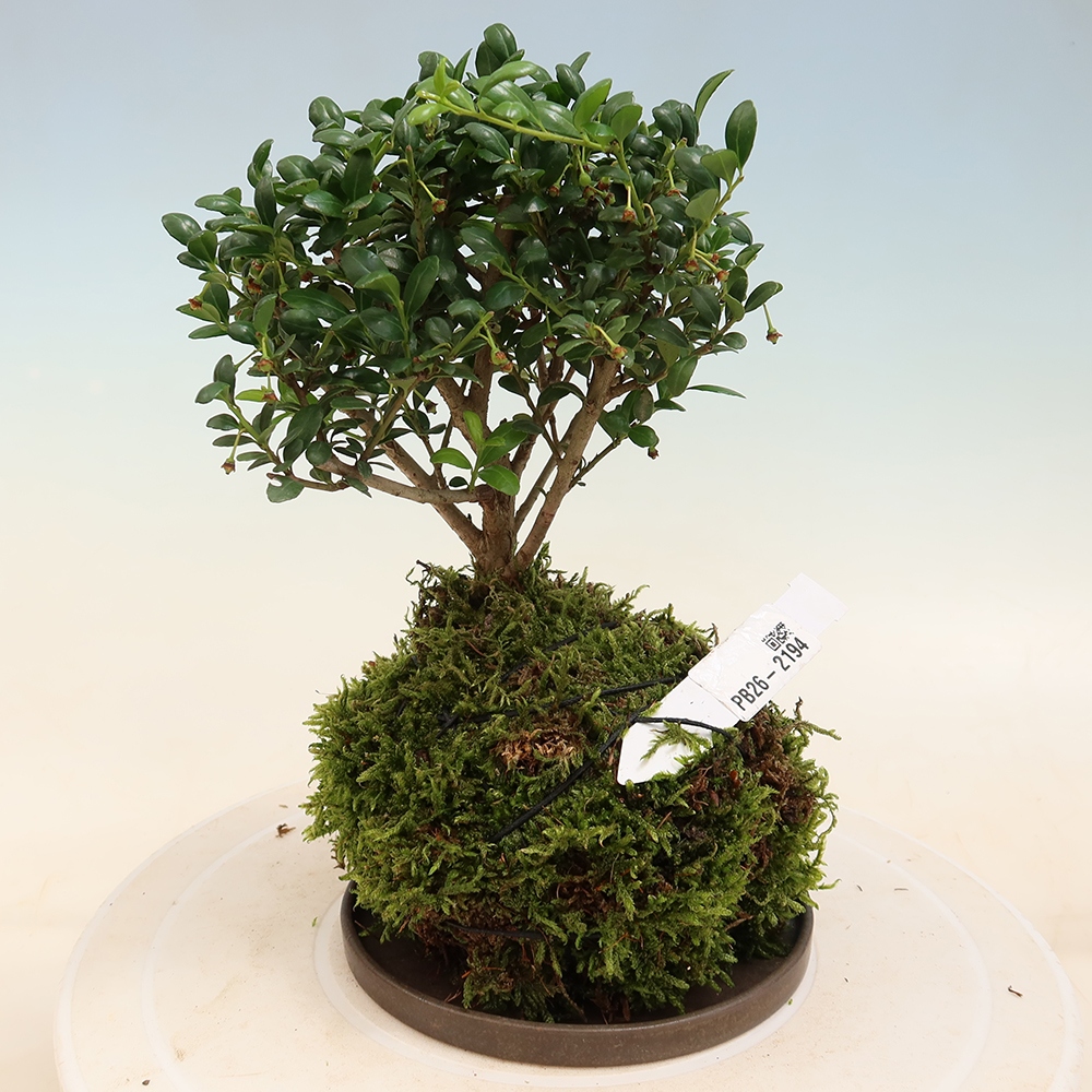 Kokedama con sottovaso - Ilex crenata - Agrifoglio