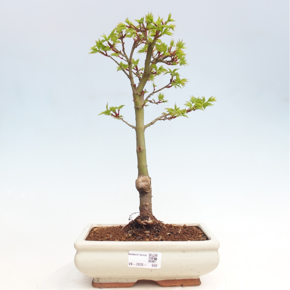 Bonsai da esterno -Palma di Giava Acer palmatum Shishigashira