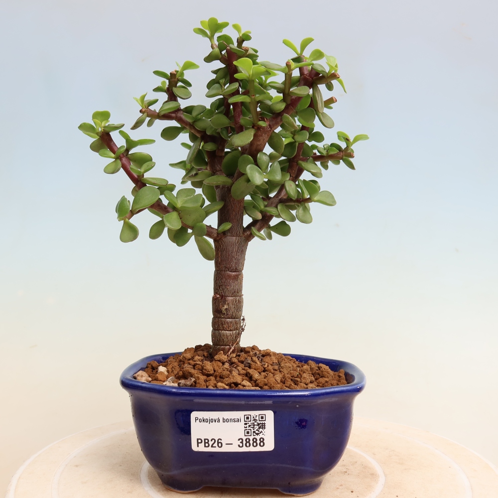 Camera bonsai - Portulakaria Afra - Tlustice