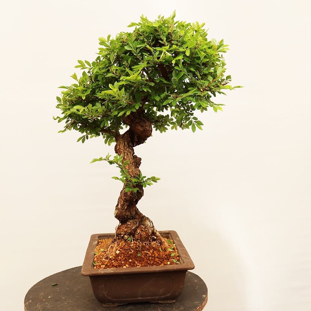 Bonsai da esterno - Zelkova - Zelkova NIRE