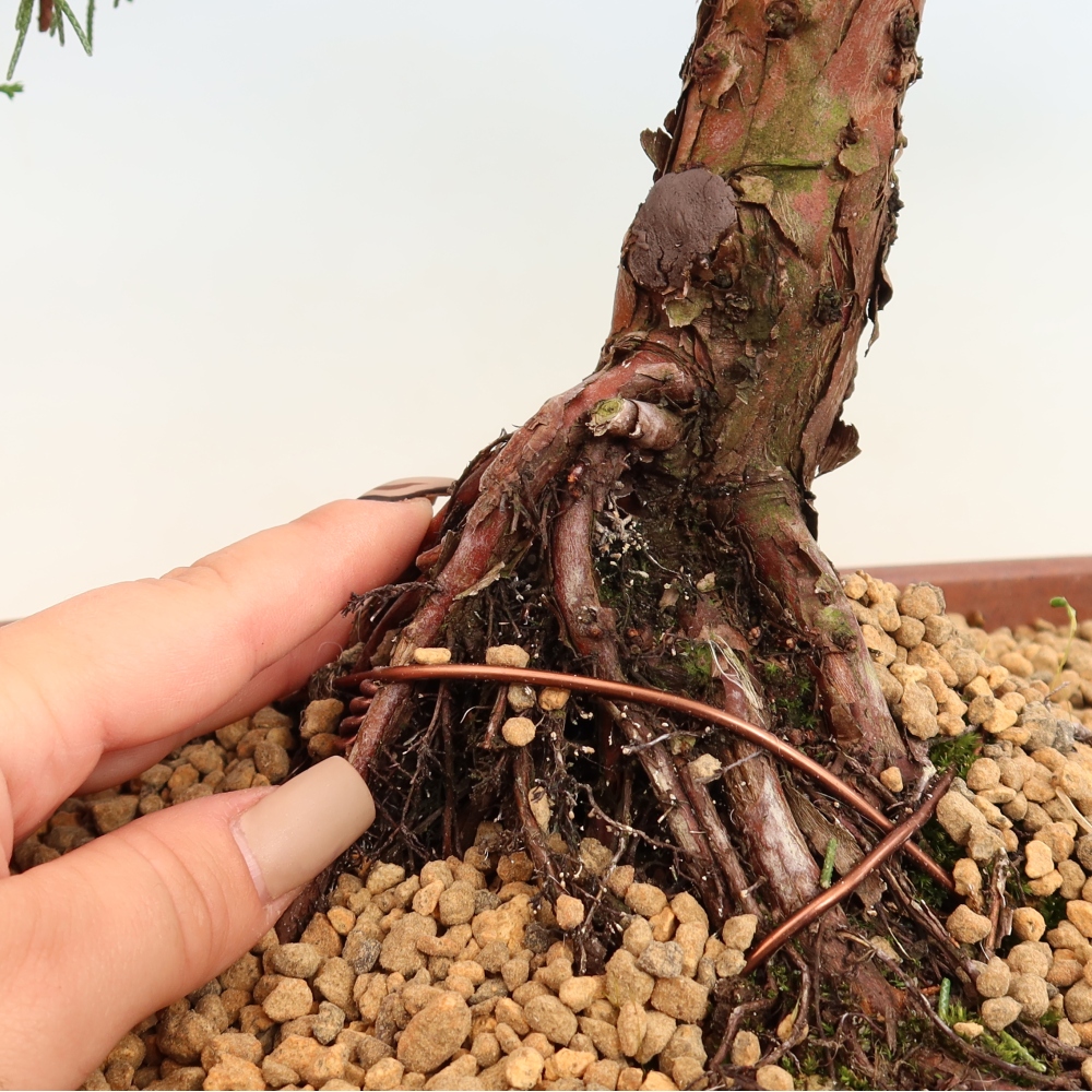 Bonsai da esterno - Juniperus chinensis Kishu