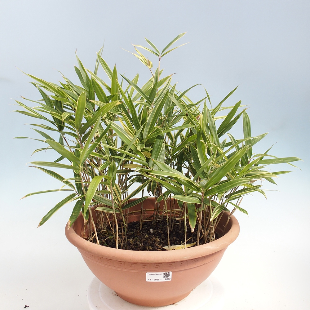 Bonsai da esterno - Sasaella masamuneana Albostriata - Bambù