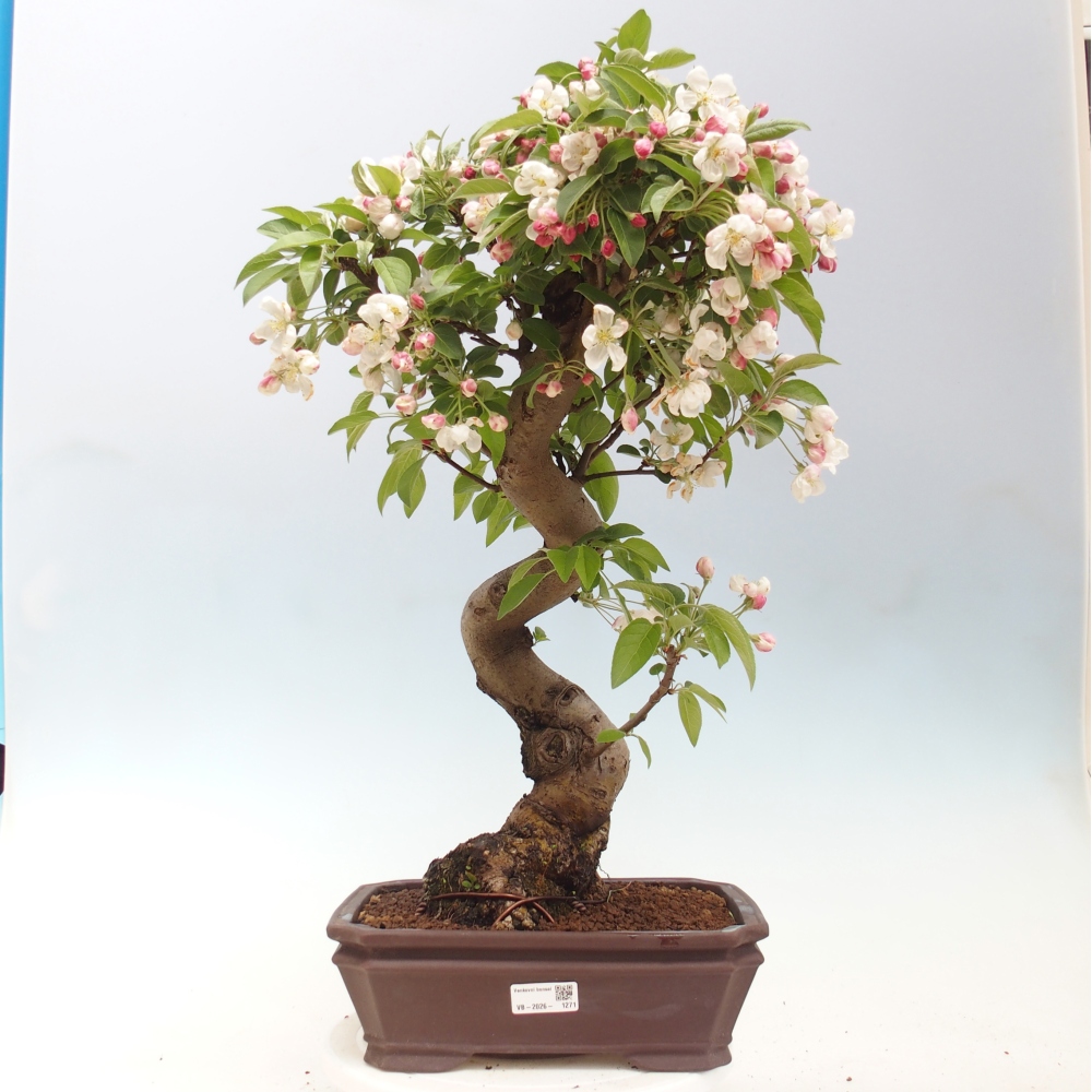 Bonsai da esterno -Malus halliana - Melo a frutto piccolo
