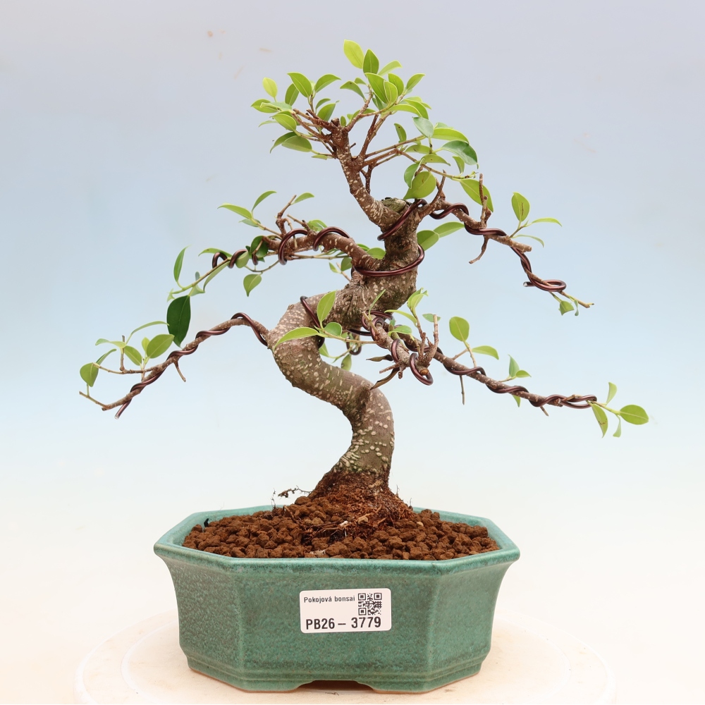 Camera bonsai - Ficus kimmen - ficus a foglie piccole