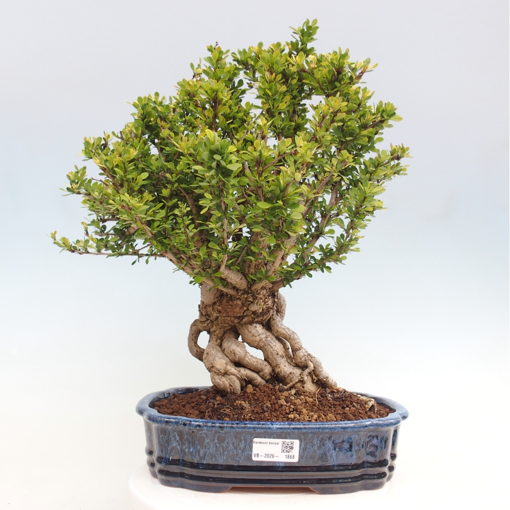 Bonsai da esterno - Berberis coreana