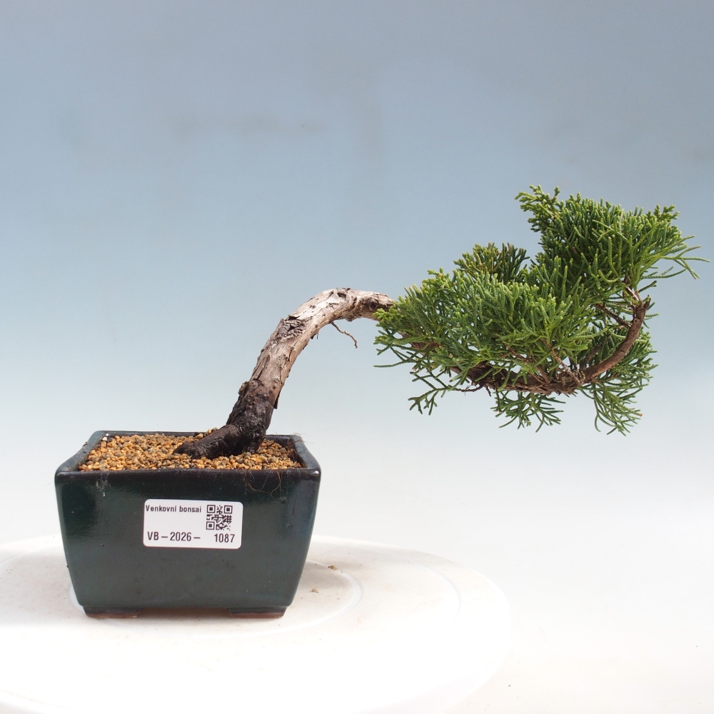 Bonsai da esterno - Juniperus chinensis Kishu