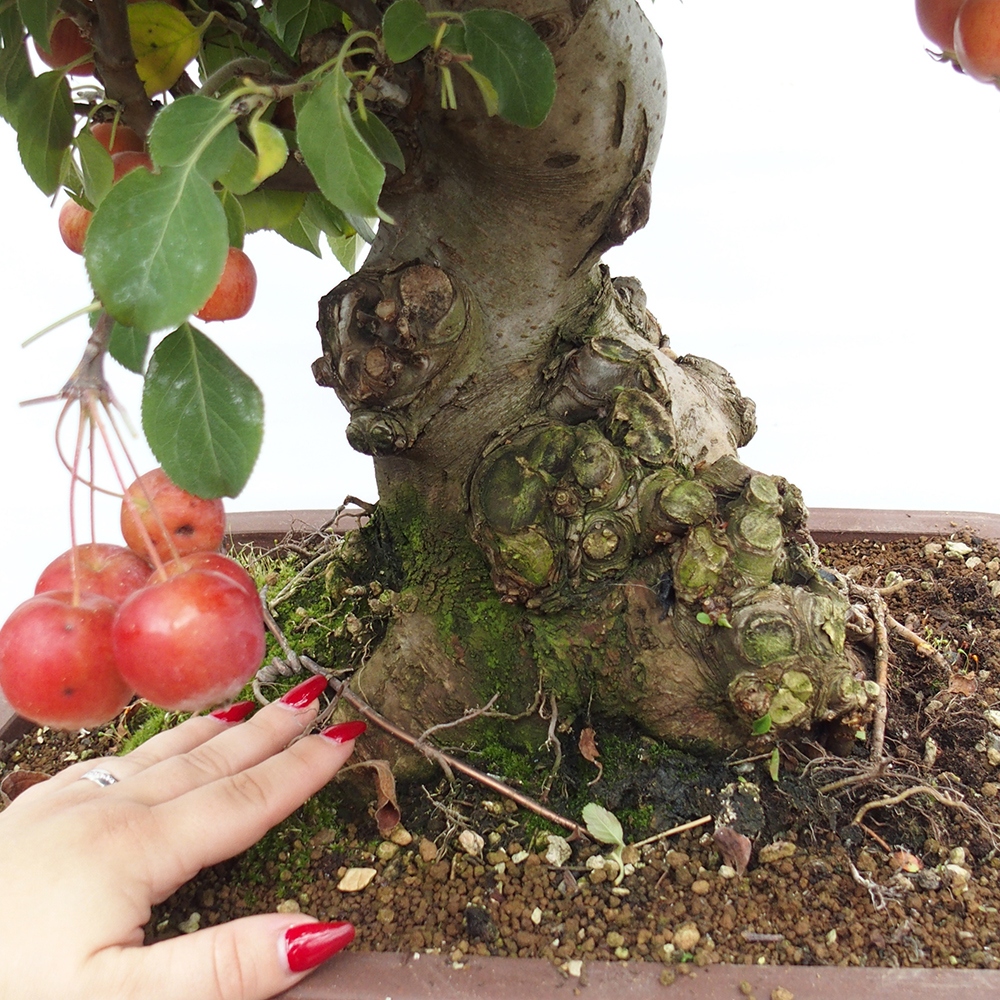 Bonsai da esterno -Malus halliana - Melo a frutto piccolo