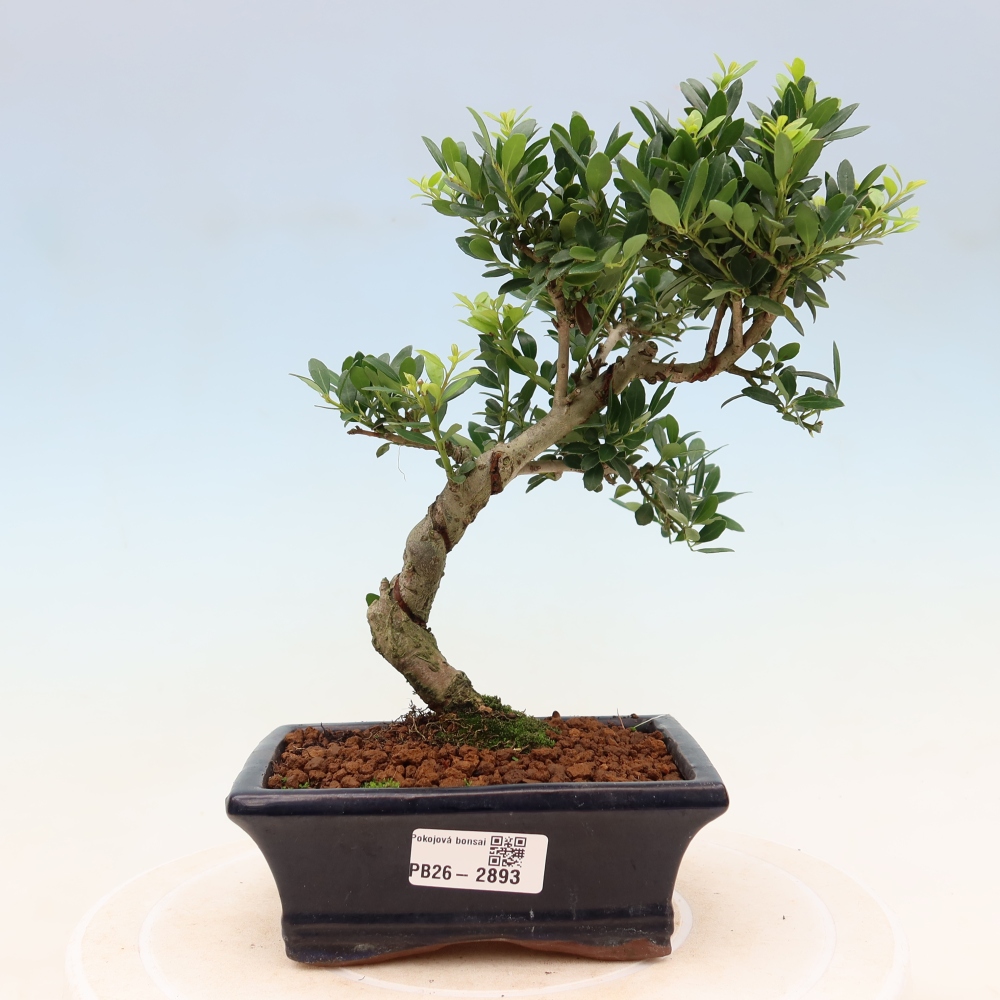 Camera bonsai - Ilex crenata - Agrifoglio