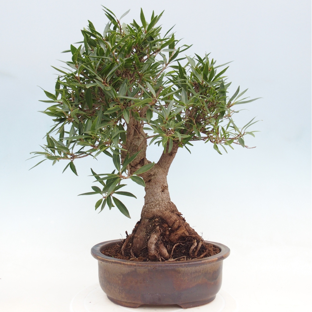 Camera bonsai - Ficus nerifolia - ficus a foglie piccole