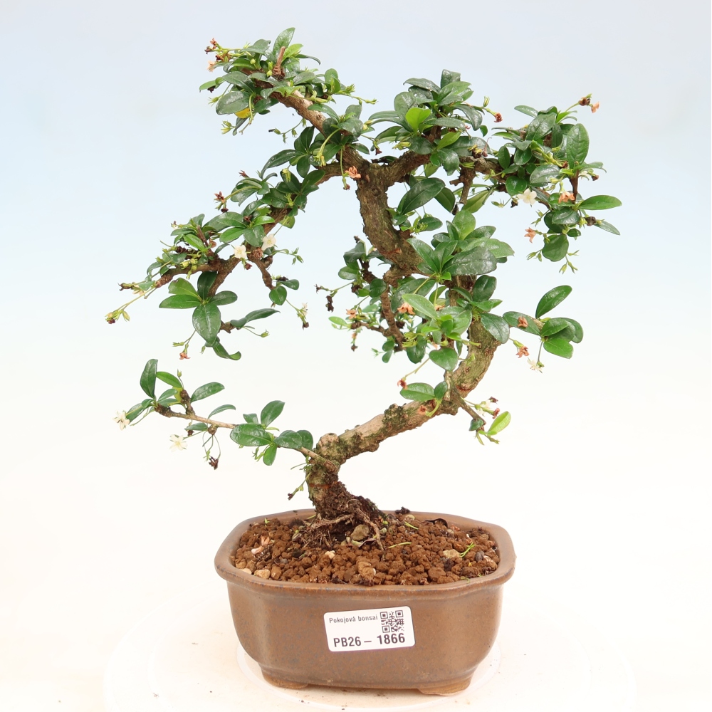 Camera bonsai - Carmona macrophylla - Tea fuki