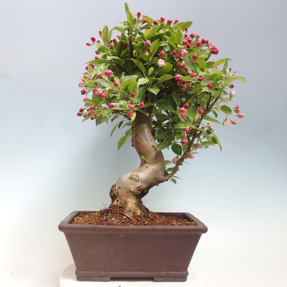 Bonsai da esterno -Malus halliana - Melo a frutto piccolo