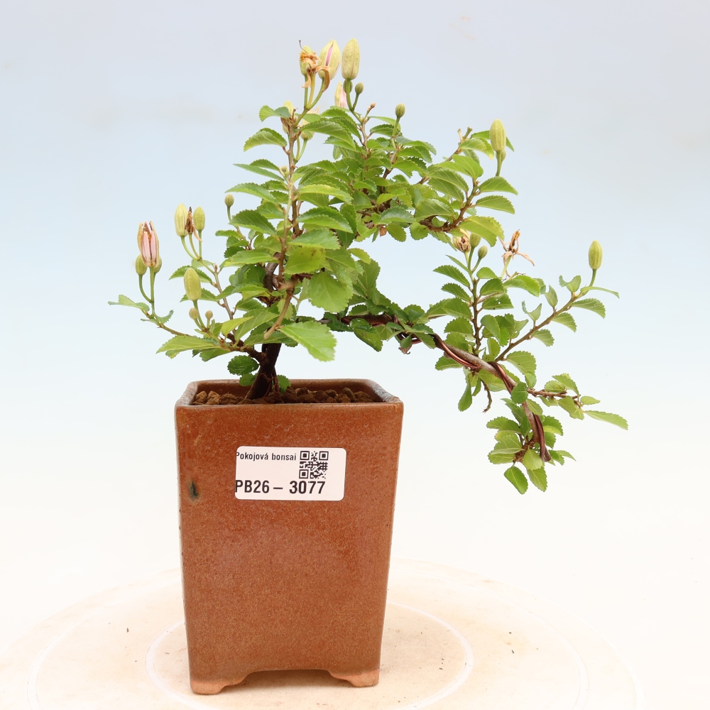 Bonsai da interno - Grewia occidentalis - Stella di mare alla lavanda