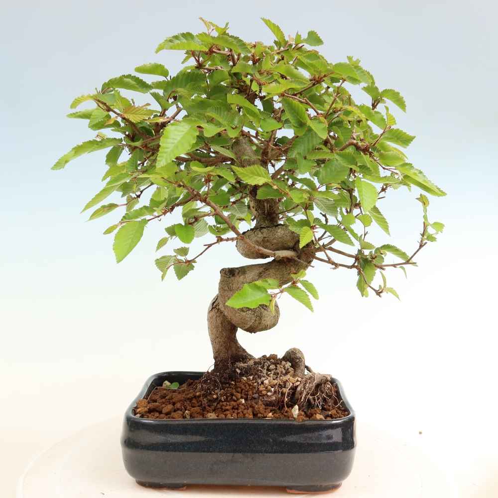 Bonsai da esterno -Carpinus Coreana - Carpino coreano